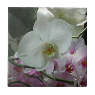 Vita och Lila Orchids Kakelplatta