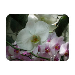Vita och Lila Orchids Magnet