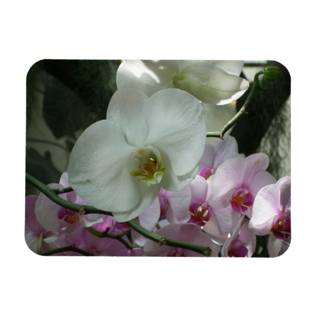 Vita och Lila Orchids Magnet (Horisontell)