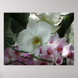 Vita och Lila Orchids Poster