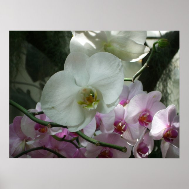 Vita och Lila Orchids Poster (Framsidan)