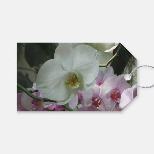 Vita och Lila Orchids Presentetikett (Framsidan (Horisontell))