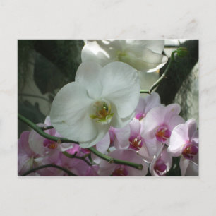 Vita och Lila Orchids Vykort
