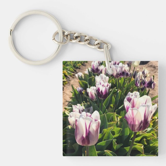 Vita och Lila Rand Tulips (Framsidan)