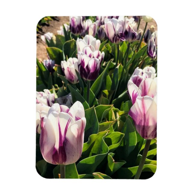 Vita och Lila Rand Tulips Magnet (Vertikal)