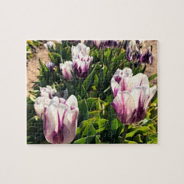 Vita och Lila Rand Tulips Pussel (Horisontell)