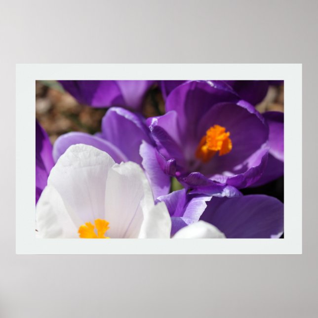 Vita och lila vårblommor poster (Framsidan)