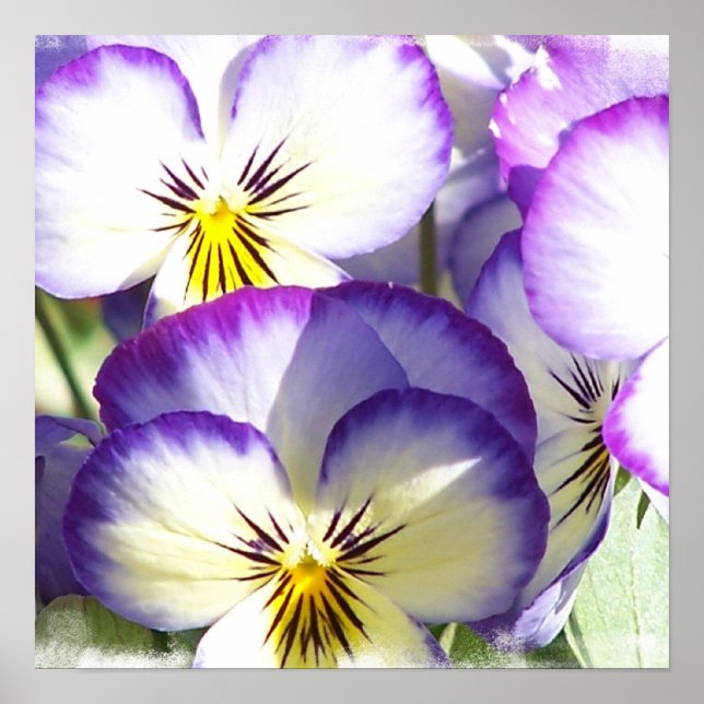 Vita och Lila Violas Poster (Framsidan)