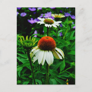 Vita och Orange ConeFlowers Vykort