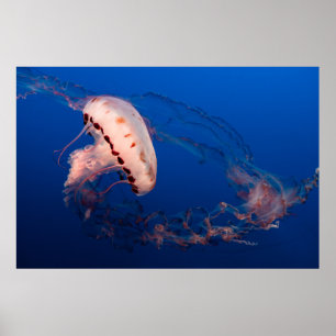 VITA OCH ORANGE JELLYFISH POSTER