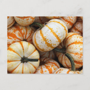 Vita och Orange Mini Pumpkins Vykort