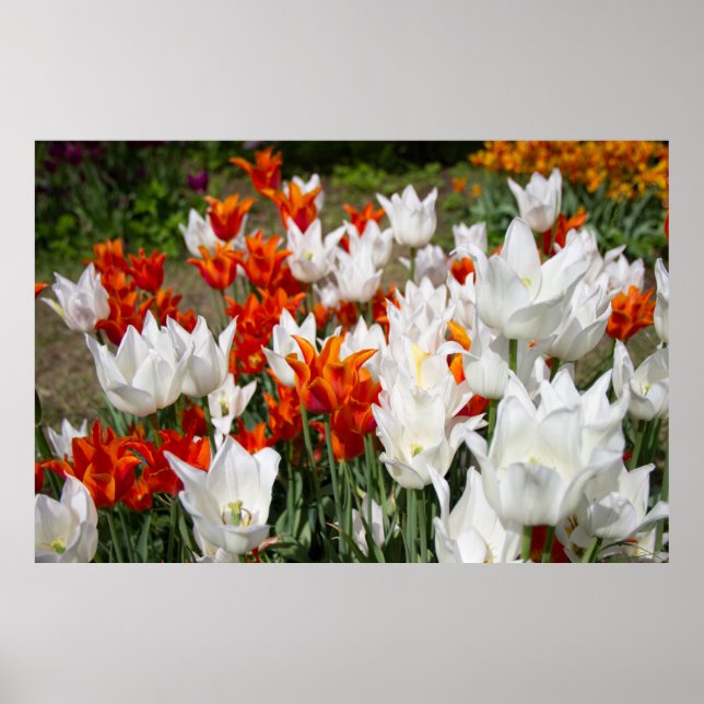 Vita och orangea tulpaner i trädgården poster (Framsidan)