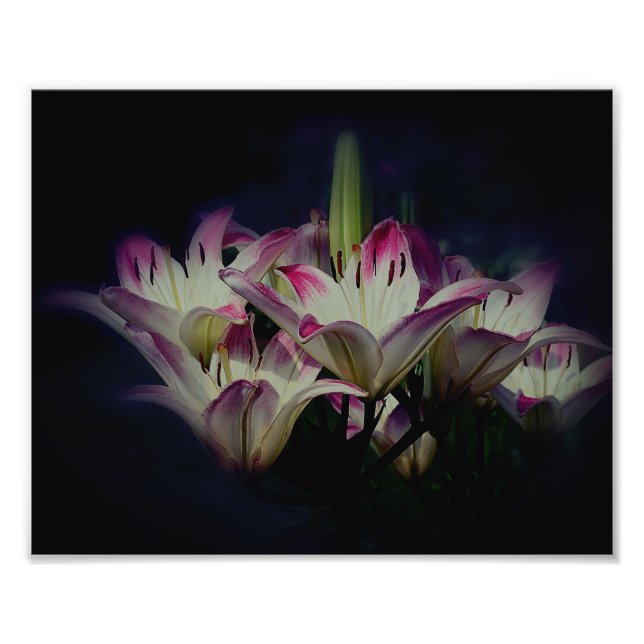 Vita och röda Lily Flowers 8 x 10 Fototryck (Framsidan)