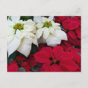 Vita och röda Poinsettias II Juldagen Helgdag Helg Vykort