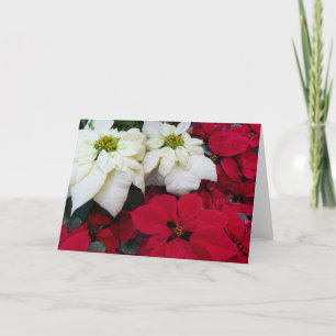 Vita och röda Poinsettias II Juldagen Helgdag Helgkort