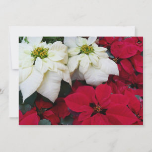 Vita och röda Poinsettias II Juldagen Helgdag Julkort