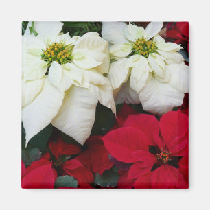 Vita och röda Poinsettias II Juldagen Helgdag Magnet
