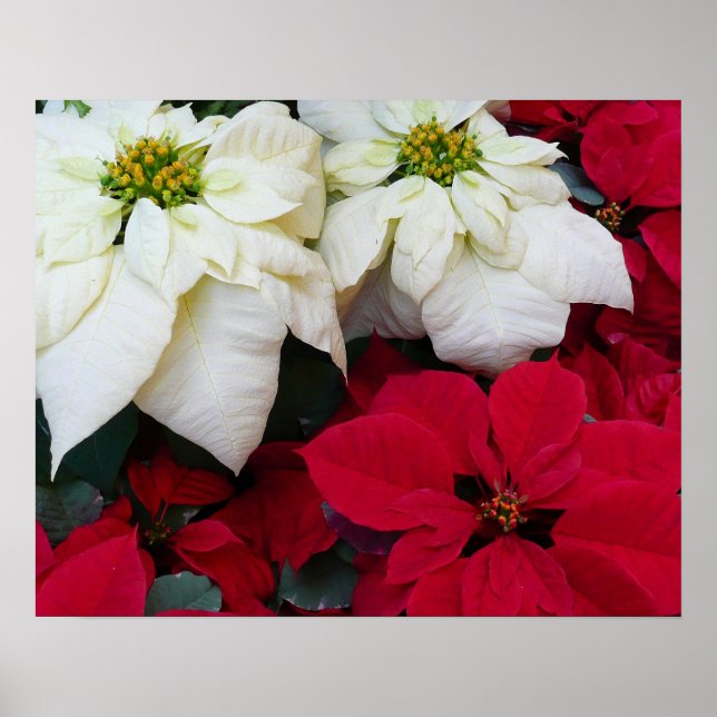 Vita och röda Poinsettias II Juldagen Helgdag Poster (Framsidan)