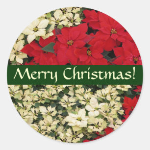 Vita och Röda poinsettias-julklapp Runt Klistermärke