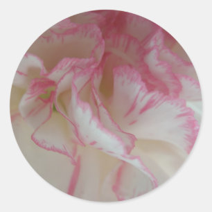 Vita och Rosa Carnation Stickers Runt Klistermärke