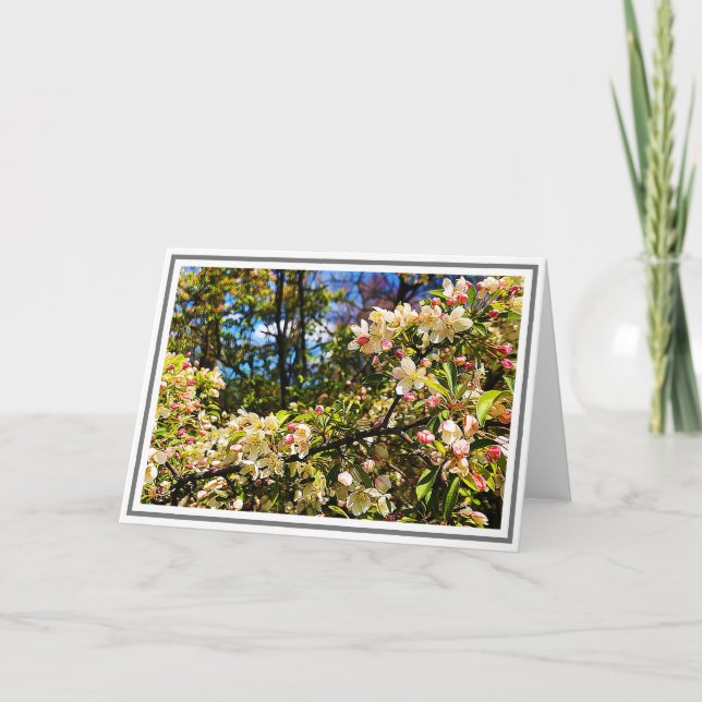 Vita och Rosa Crabapple Träd Blommar Kort (Framsida)
