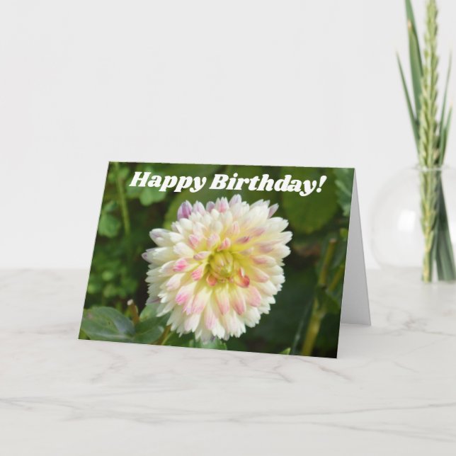 Vita och rosa dahlia på födelsedagskort kort (Framsida)
