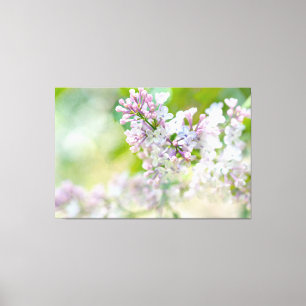 Vita och Rosa, Lilacs Canvastryck
