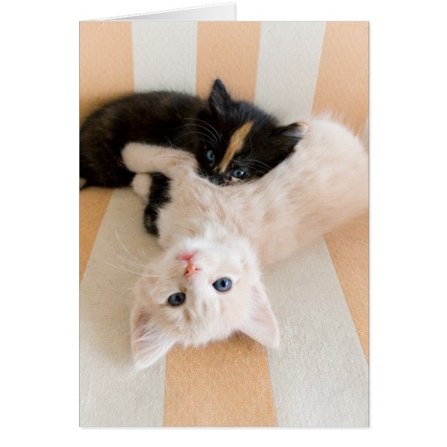 Vita och svarta kittens hälsningskort (Framsidan)