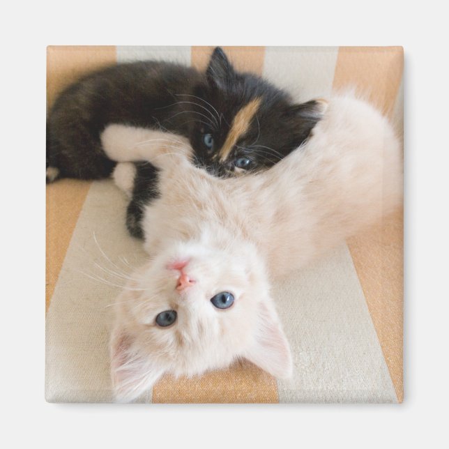Vita och svarta kittens magnet (Framsidan)