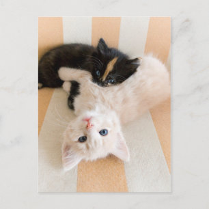 Vita och svarta kittens vykort