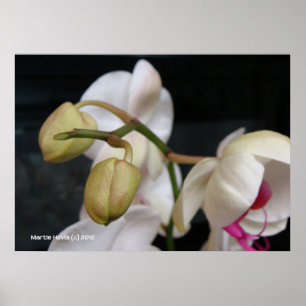Vita orchid Buds Poster