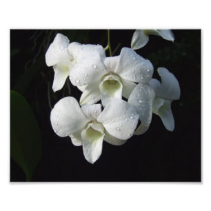 Vita Orchids 10 x 8 tum fotoutskrift Fototryck