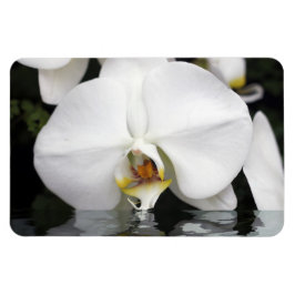 Vita Orchids i Vatten Flexible Photo Magnet