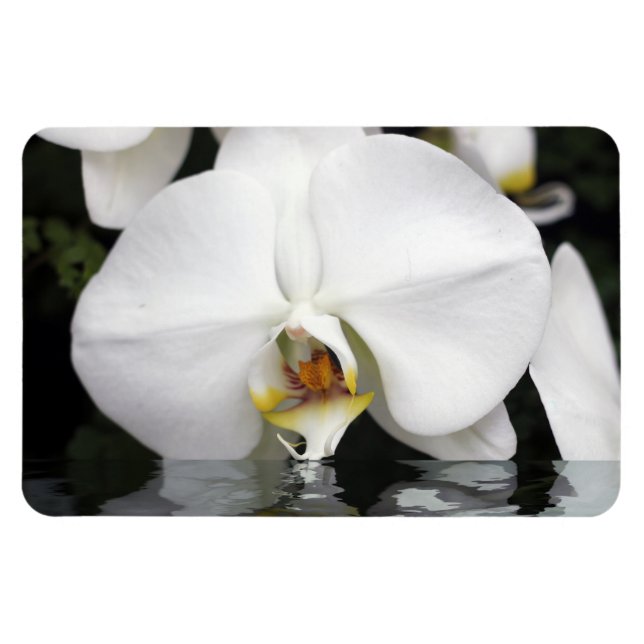 Vita Orchids i Vatten Flexible Photo Magnet (Horisontell)