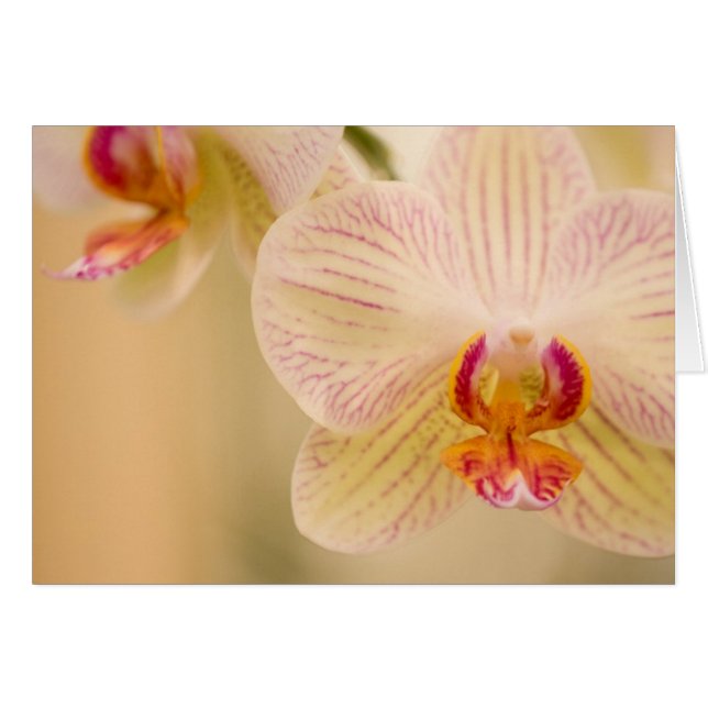 Vita Orchids-kort Hälsningskort (Framsidan Horizontal)