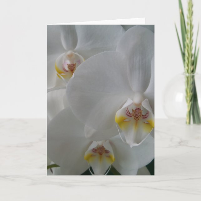 Vita Orchids på ett tomt kort (Framsida)