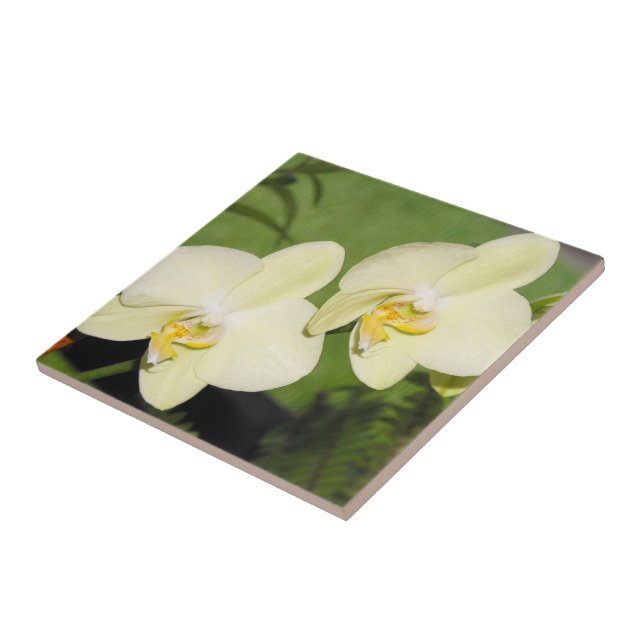 Vita Orchids på gröntens bakgrund Kakelplatta (Sidan)