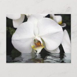 Vita Orchids som kommer från Vatten vykort