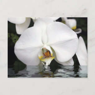 Vita Orchids som kommer från Vatten vykort