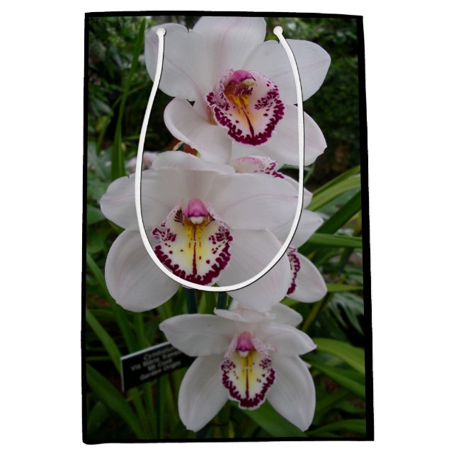 Vita orchids vackra tropiska blommor (Framsidan)