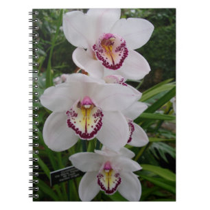 Vita orchids vackra tropiska blommor anteckningsbok