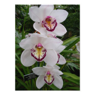 Vita orchids vackra tropiska blommor fototryck