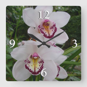 Vita orchids vackra tropiska blommor fyrkantig klocka