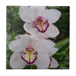 Vita orchids vackra tropiska blommor kakelplatta