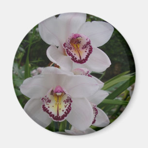 Vita orchids vackra tropiska blommor magnet