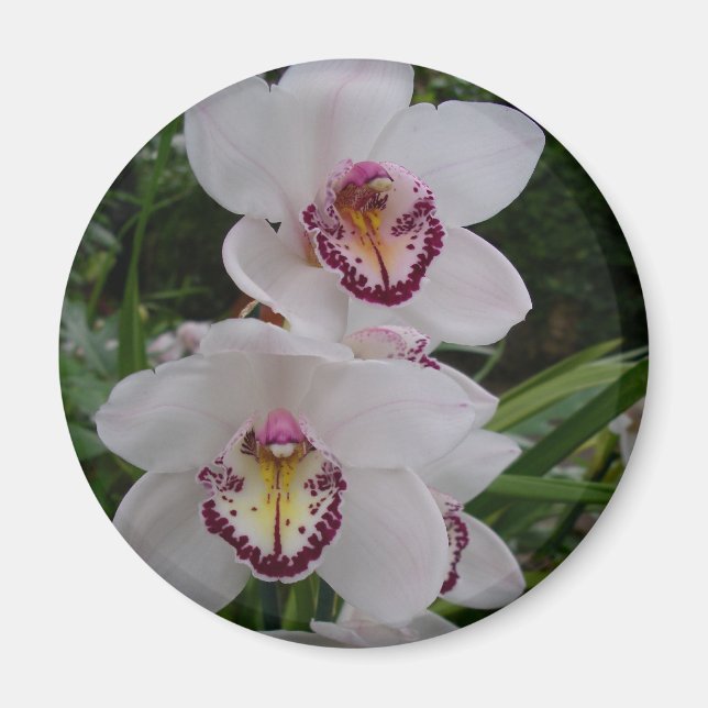 Vita orchids vackra tropiska blommor magnet (Framsidan)
