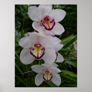 Vita orchids vackra tropiska blommor poster