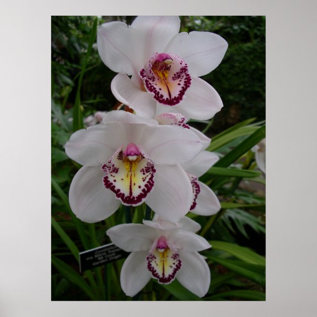Vita orchids vackra tropiska blommor poster (Framsidan)