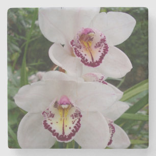 Vita orchids vackra tropiska blommor stenunderlägg