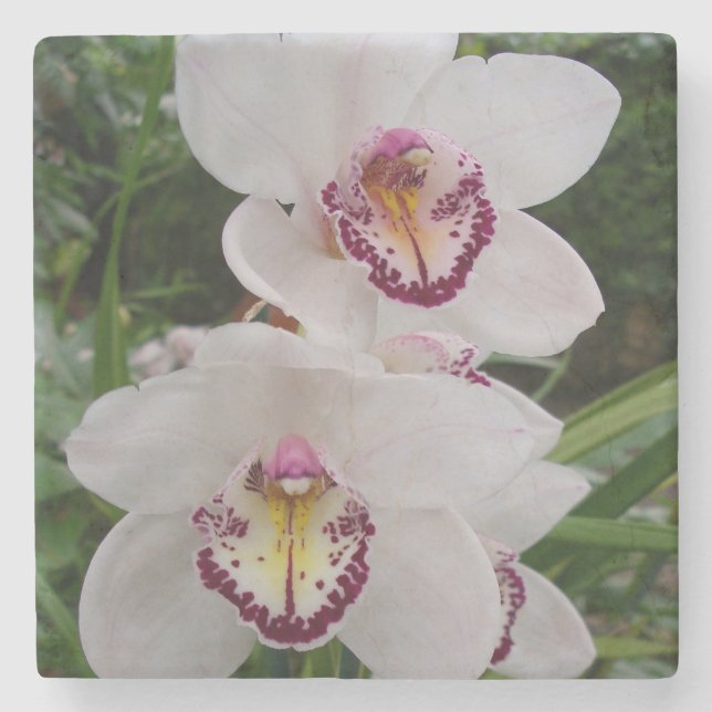 Vita orchids vackra tropiska blommor stenunderlägg (Framsidan)